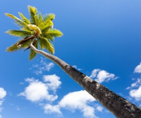 Island Palm Stock Photo 01