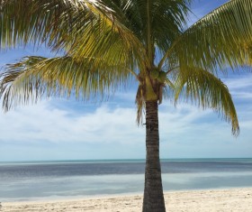 Island Palm Stock Photo 02