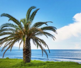 Island Palm Stock Photo 03