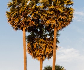 Island Palm Stock Photo 04