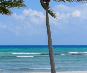 Island Palm Stock Photo 05