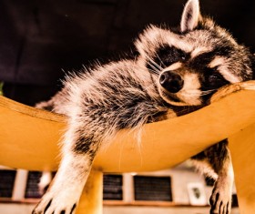 Lazy sleeping little raccoon Stock Photo