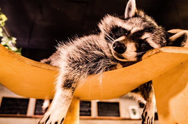 Lazy sleeping little raccoon Stock Photo