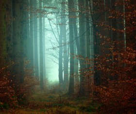 Mysterious trees forest scene Stock Photo