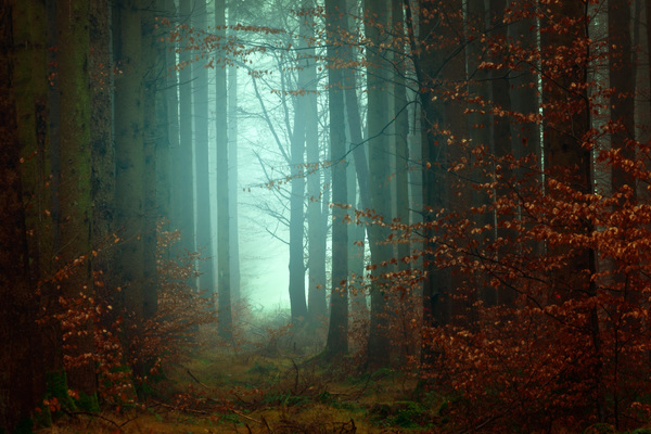 Mysterious trees forest scene Stock Photo
