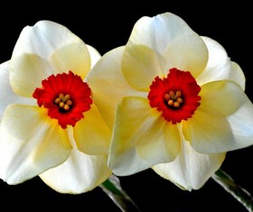 Narcissus close-up Stock Photo