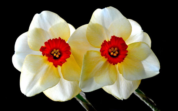 Narcissus close-up Stock Photo