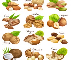 Nut with nut name vector set
