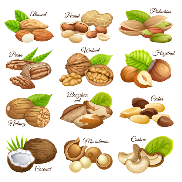 Nut with nut name vector set
