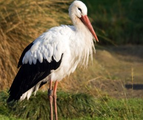 Oriental White Stork Stock Photo 01
