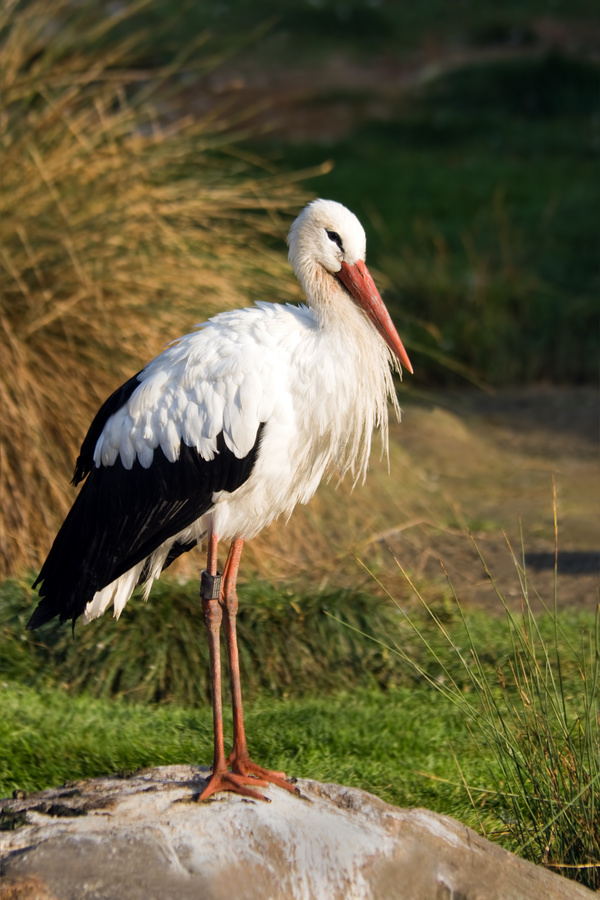 Oriental White Stork Stock Photo 01