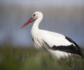 Oriental White Stork Stock Photo 02