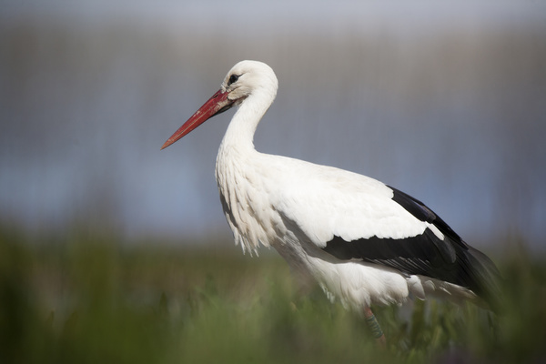 Oriental White Stork Stock Photo 02