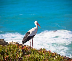 Oriental White Stork Stock Photo 03