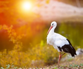 Oriental White Stork Stock Photo 04