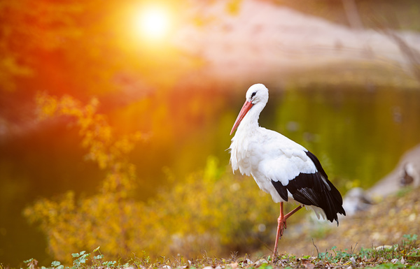 Oriental White Stork Stock Photo 04