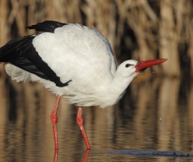 Oriental White Stork drinking water Stock Photo
