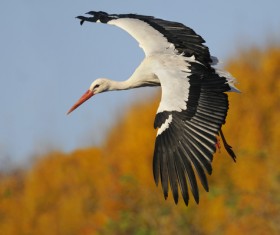 Oriental White Stork flight Stock Photo 01