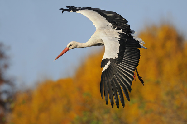 Oriental White Stork flight Stock Photo 01