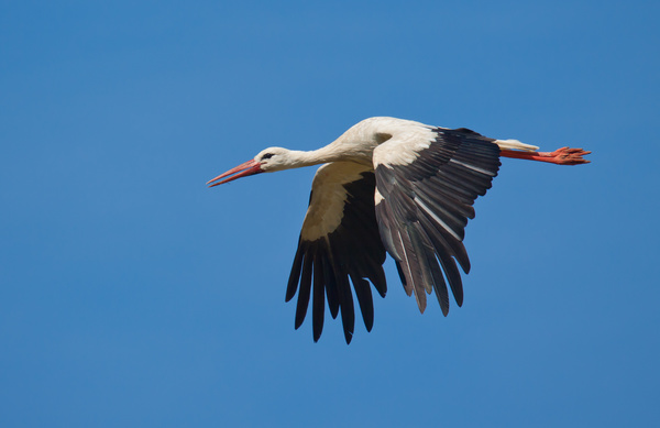 Oriental White Stork flight Stock Photo 02