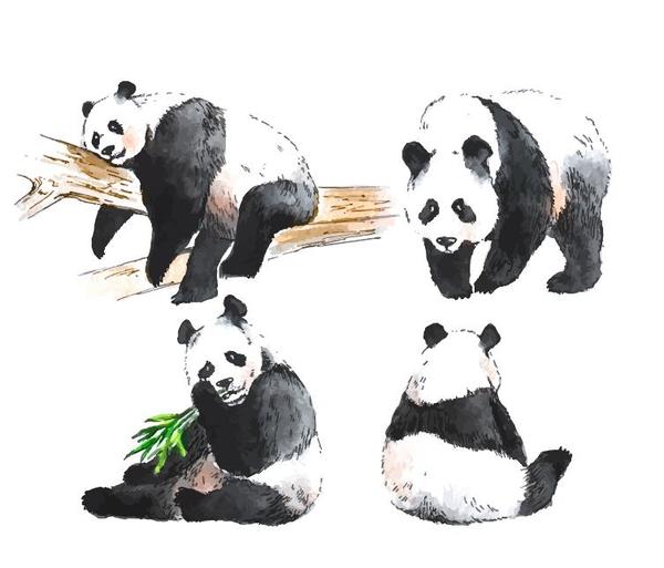 Panda watercolor drawn vector