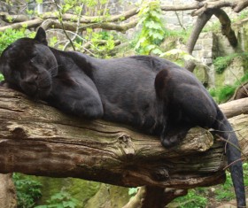 Panthers in the zoo Stock Photo 01