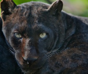 Panthers in the zoo Stock Photo 02