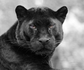 Panthers in the zoo Stock Photo 03