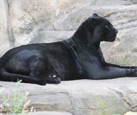 Panthers in the zoo Stock Photo 05
