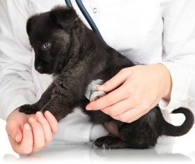 Pet doctor Stock Photo 01