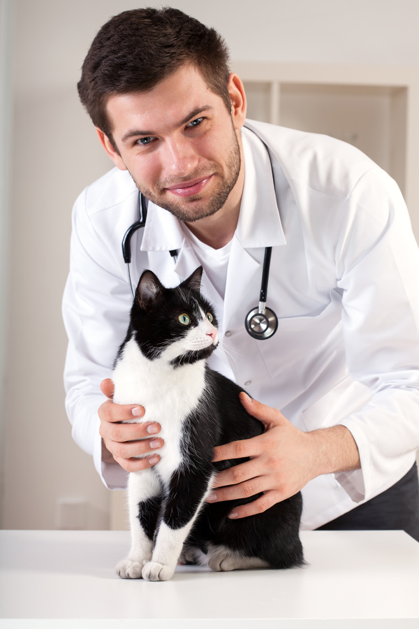 Pet doctor Stock Photo 02