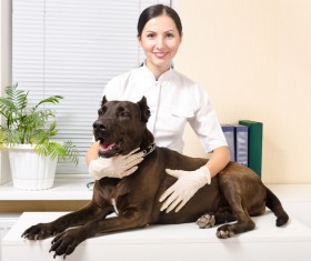 Pet doctor Stock Photo 03