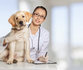 Pet doctor Stock Photo 04