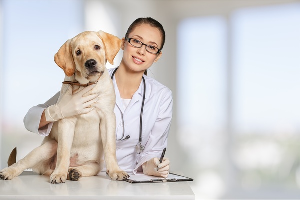 Pet doctor Stock Photo 04