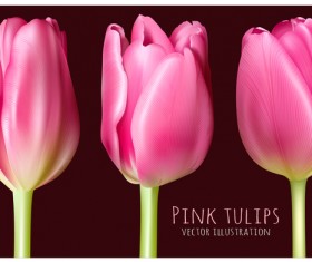 Pink tulips illustration vector