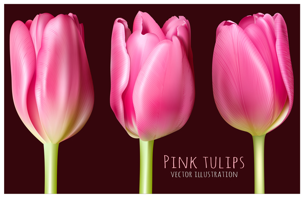 Pink tulips illustration vector
