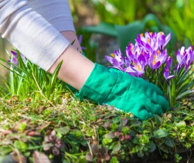 Planting crocuses in the garden Stock Photo 01