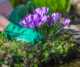 Planting crocuses in the garden Stock Photo 02