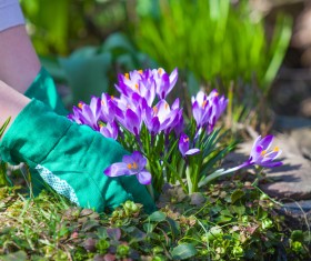 Planting crocuses in the garden Stock Photo 03