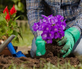 Planting flowers in the garden home Stock Photo 01