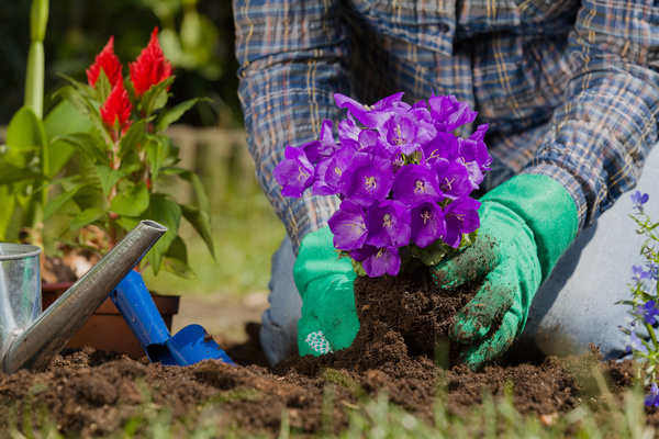 Planting flowers in the garden home Stock Photo 01