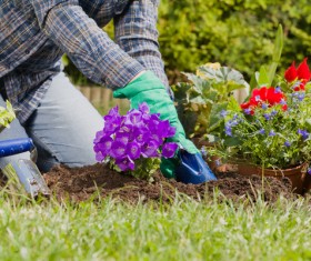 Planting flowers in the garden home Stock Photo 02
