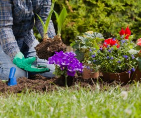 Planting flowers in the garden home Stock Photo 03