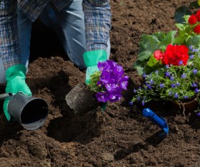 Planting flowers in the garden home Stock Photo 04