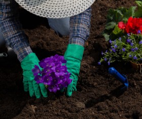 Planting flowers in the garden home Stock Photo 05