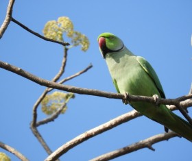 Pretty green parrot on the branch Stock Photo