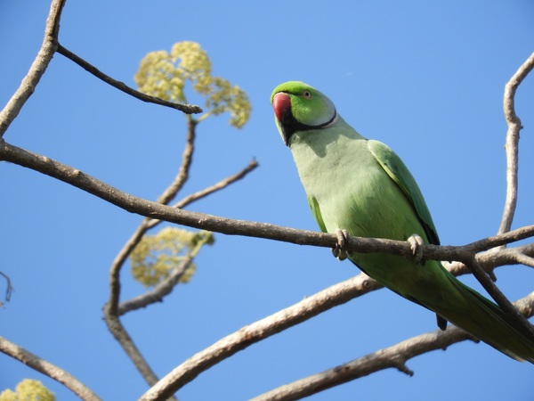 Pretty green parrot on the branch Stock Photo