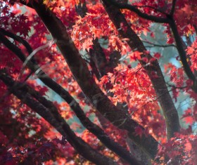 Red leaves on tree in autumn Stock Photo