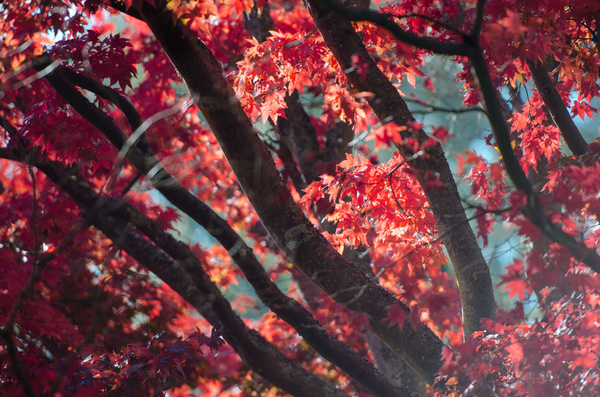 Red leaves on tree in autumn Stock Photo