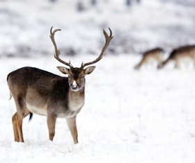 Reindeer in the snow Stock Photo